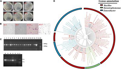 A Potential Biofertilizer—Siderophilic Bacteria Isolated From the Rhizosphere of Paris polyphylla var. yunnanensis